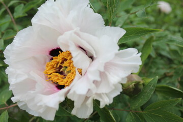 Obraz premium spring flowers, beautiful white peony flower close-up with green fresh leaves