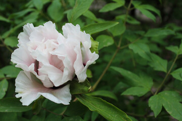 Obraz premium spring flowers, beautiful white peony flower close-up on green blurred background