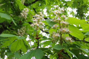 Fototapeta premium chestnut trees in spring in the park of Kyiv Ukraine, green fresh leaves and white blossom of chestnut trees in spring