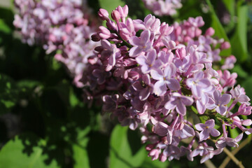 purple lilac flowers close up on green natural blurred background