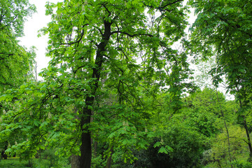 chestnut trees in spring in the park of Kyiv Ukraine, green fresh leaves and white blossom of chestnut trees in spring