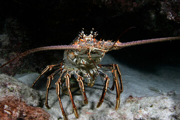 Closeup of a Caribbean Spiny Lobster, Panulirus argus