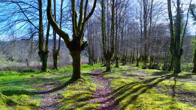 Beech forest (Fagus sylvatica) pollards in the surroundings of the town of Ochandiano in the Province of Bizkaia. Basque Country. Spain. Europe
