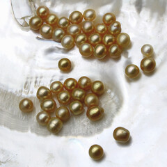 Expensive and luxurious golden saltwater South Sea pearls on a white shell, ready to be made into...