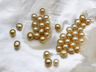 Expensive and luxurious golden saltwater South Sea pearls on a white shell, ready to be made into earrings, pendants or necklaces and sold in jewelry store as a fashionable feminine accessory.