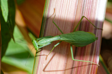 Birds eye view of a South African praying mantis. Looking down on the praying mantis from above.