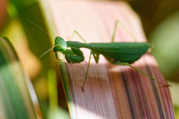 A South African praying mantis (Miomantis caffra), an invasive species in New Zealand