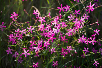 A cluster of pink wild flowers in a meadow. Pink flowers.
