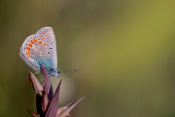 Common blue butterfly isolated on a almost  dry serapia orchid. Small butterflies with blue and orange colours. Polyommatus icarus.