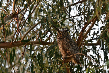Great-horned Owl camouflaging among tree leaves 