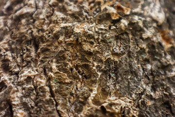 Embossed texture of the bark