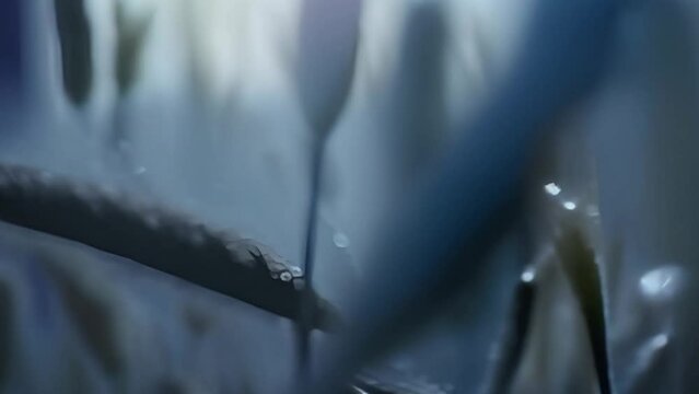 Close-up video of wheat stalks with dew drops at dawn, sharp focus on the foreground with blurred background