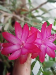 pink and white flower
cactus flower

