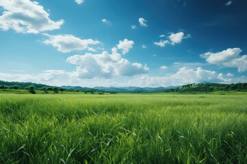 Fototapeta na wymiar Meadow field grass sky.