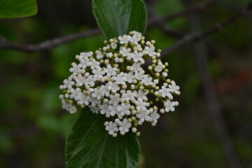 Viburnum japonicum flowers. Adoxaceae evergreen tree.Blooms small flowers in April and berries that turn red in fall are edible.