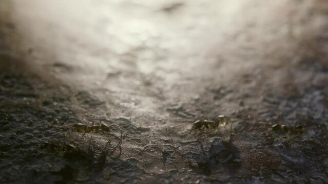 ants walking with a backlight