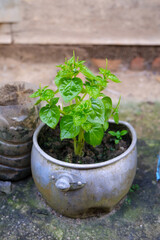 Fototapeta premium photo of a plant called Chinese betel leaf. Peperomia pellucida