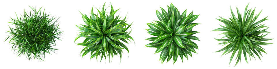 Zebra Grass Jungle Botanical Grass Top View  Hyperrealistic Highly Detailed Isolated On Transparent Background Png File