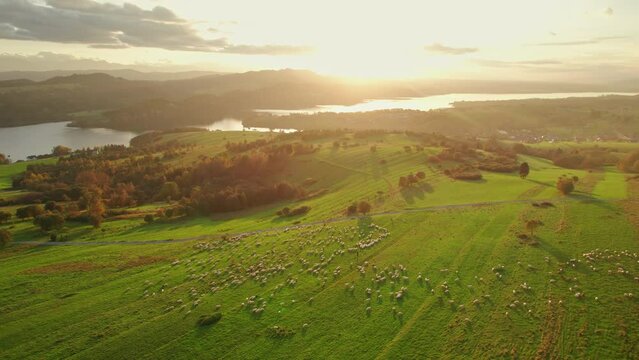 The flock of sheep grazing in the mountains at sunset in Southern Poland