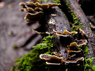 Enchanted Forest Fungi: A Close-Up of Wild Mushrooms on a Tree Trunk