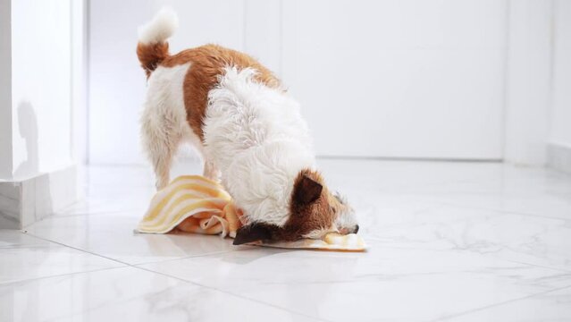 A playful Jack Russell Terrier engages with a yellow towel on a tiled floor, showcasing the dog playful spirit and dynamic energy