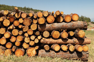 Pine logs cut and stacked in the forest.