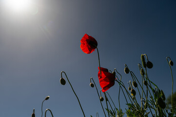 Red-coloured poppy flowers blooming in spring. Sky background.
