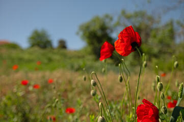 Red-coloured poppy flowers blooming in spring.