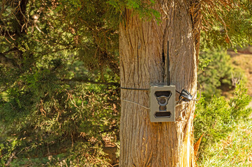 Photo trap tied to a tree in the forest to capture wild animals.