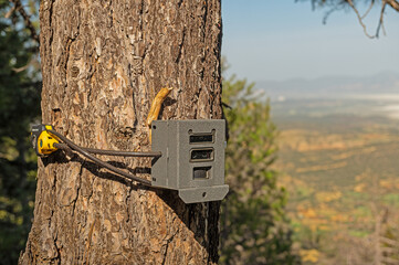 Photo trap tied to a tree in the forest to capture wild animals.