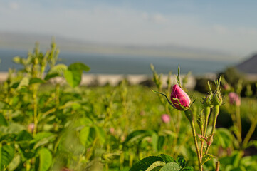 The pink roses in the rosefields at famous city that is Isparta is a famous city in Turkey.