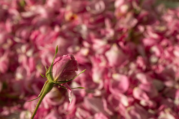 Pink roses harvested for water and oil extraction. Isparta, Turkey.