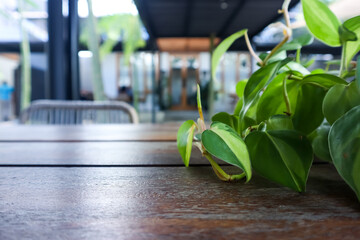 Close up view of green plant on the dining table in the terrace, restaurant decoration, nature...