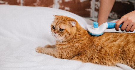 Owner's care, A woman lovingly combs her Scottish Fold cat's fur while the ginger cat enjoys a...