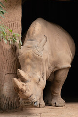 Naklejka premium Close up Huge standing Rhino