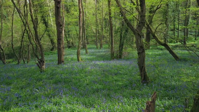 Ancient English woodland in spring with Drone fottage of ancient woodland with bluebells wood anemone and big old Oak trees