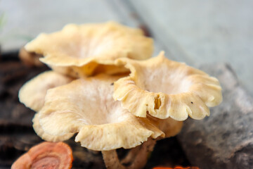 Wild mushroom growth in a fallen log or dead tree