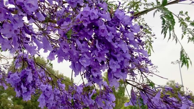 Jacaranda flowering purple tree closeup.