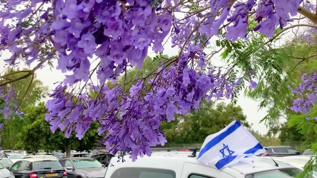 Jacaranda flowering purple tree closeup. Israel Independence Day, May - National flag with Star of David on car