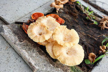 Wild mushroom growth in a fallen log or dead tree