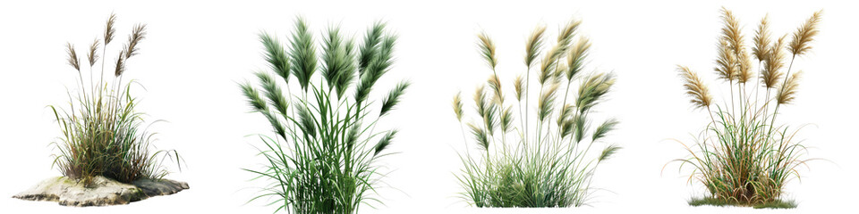 Mexican Feather Grass Jungle Botanical Grass  Hyperrealistic Highly Detailed Isolated On Transparent Background Png File