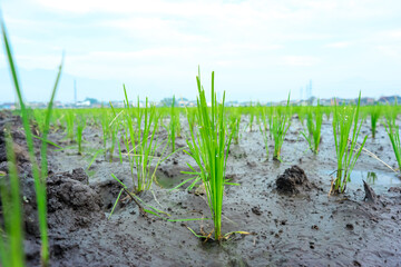 Young green rice field in the morning