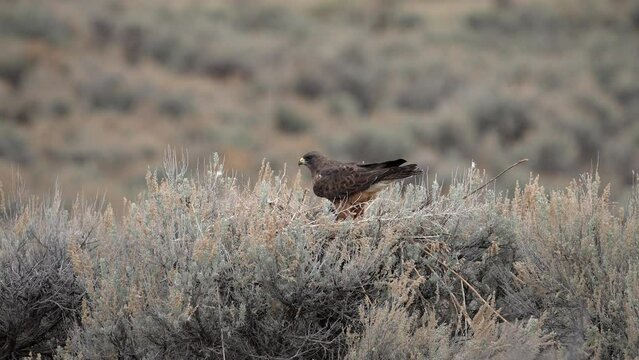 Swainson's Hawk sitting on nest in sagebrush before flying over the brush.