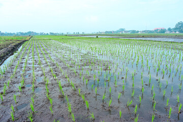 Young green rice field in the morning