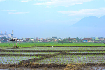 View of simple traditional hut among of young green rice field in the morning
