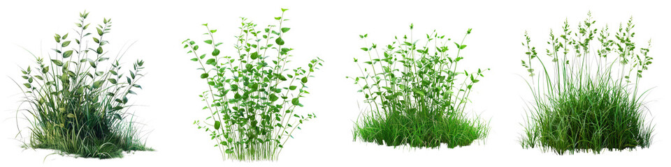 Maidenhair Grass Jungle Botanical Grass  Hyperrealistic Highly Detailed Isolated On Transparent Background Png File