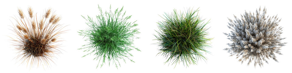 Little Bluestem Jungle Botanical Grass Top View Hyperrealistic Highly Detailed Isolated On Transparent Background Png File