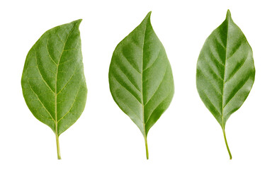 Photograph of three bougainvillea leaves isolated on a transparent background.