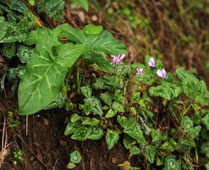 Fiori di cyclamen hederifolium nel bosco
