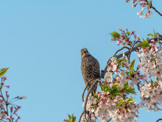 桜の花とヒヨドリ